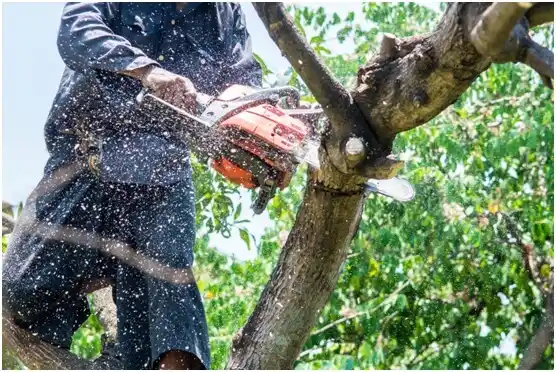 tree services Savannah